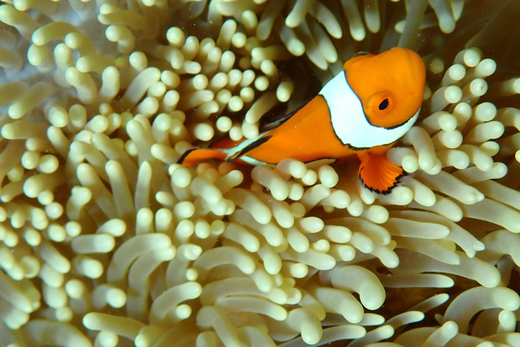 Ein kleiner Clownfisch durchstreift ein Feld von Seeanemonen