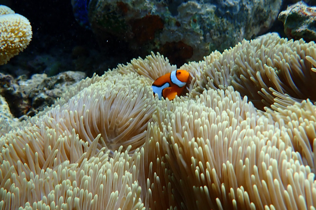 Ein kleiner Clownfisch durchstreift ein Feld von Seeanemonen