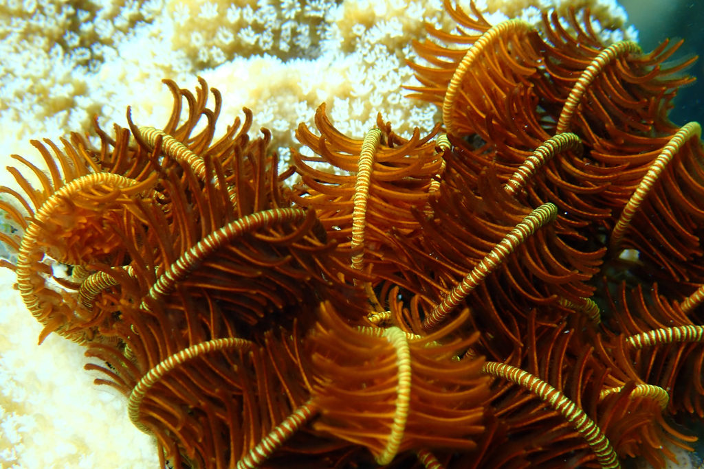 Seelilien wiegen sich sanft im Reef