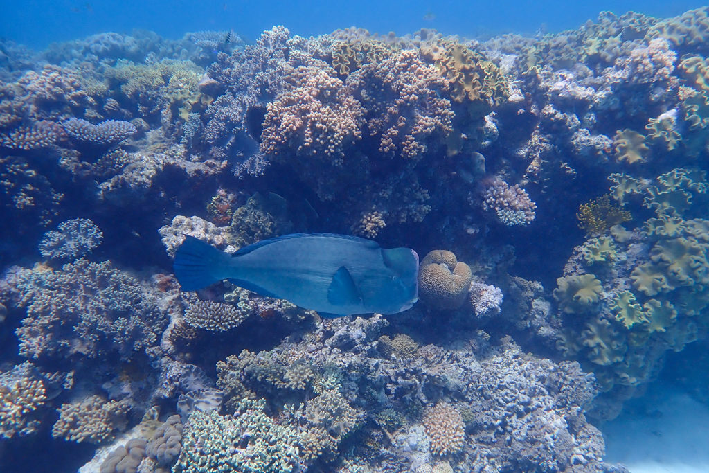 Ein kleiner Büffelkopf Papagei Fisch vor einem wahren Korallenwald