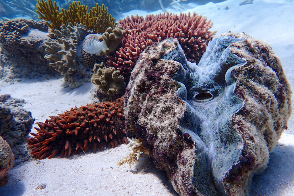 Eine grosse weit geöffnete Riesenmuschel mit ihren blau schimmernden Lippen