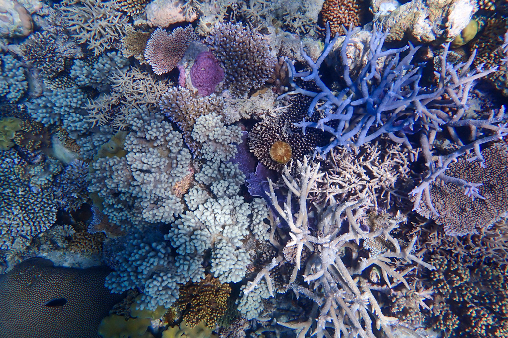 Blaue Korallen in einem Teppich anderer Korallen