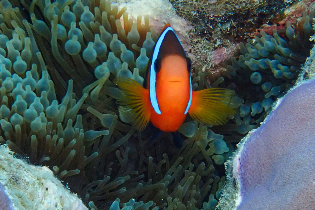 Ein kleiner Clownfisch durchstreift ein Feld von Seeanemonen