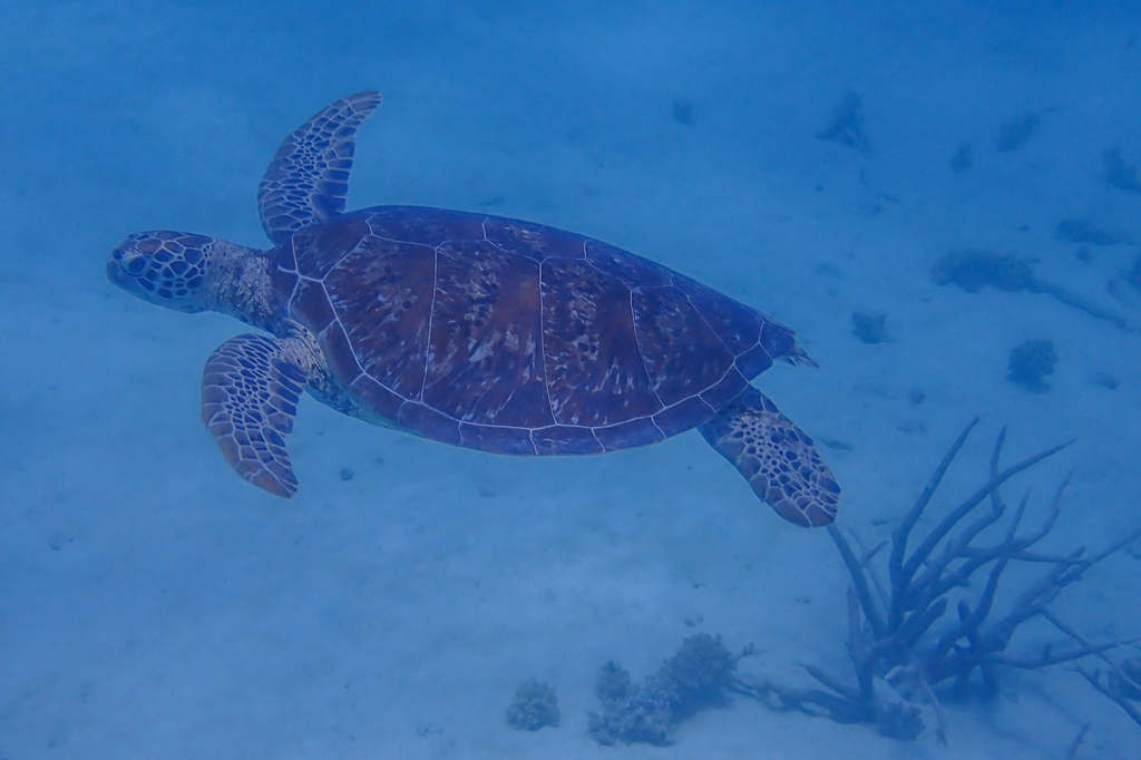 eine kleinere Meereschschildkröte schwimmt davon