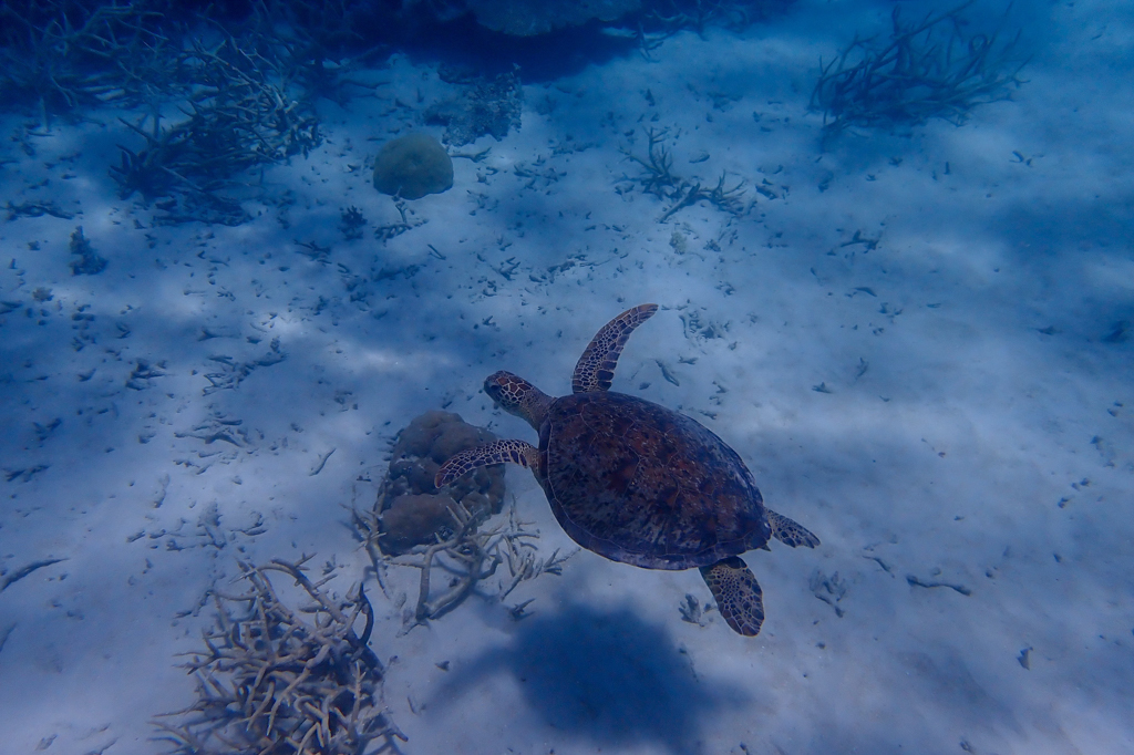 Eine kleinere Meeresschildkröte schwimmt durch das Reef