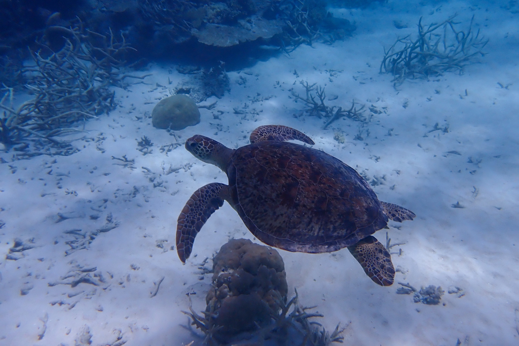 Eine kleinere Meeresschildkröte schwimmt durch das Reef