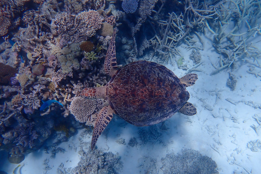 Eine kleinere Meeresschildkröte schwimmt durch das Reef