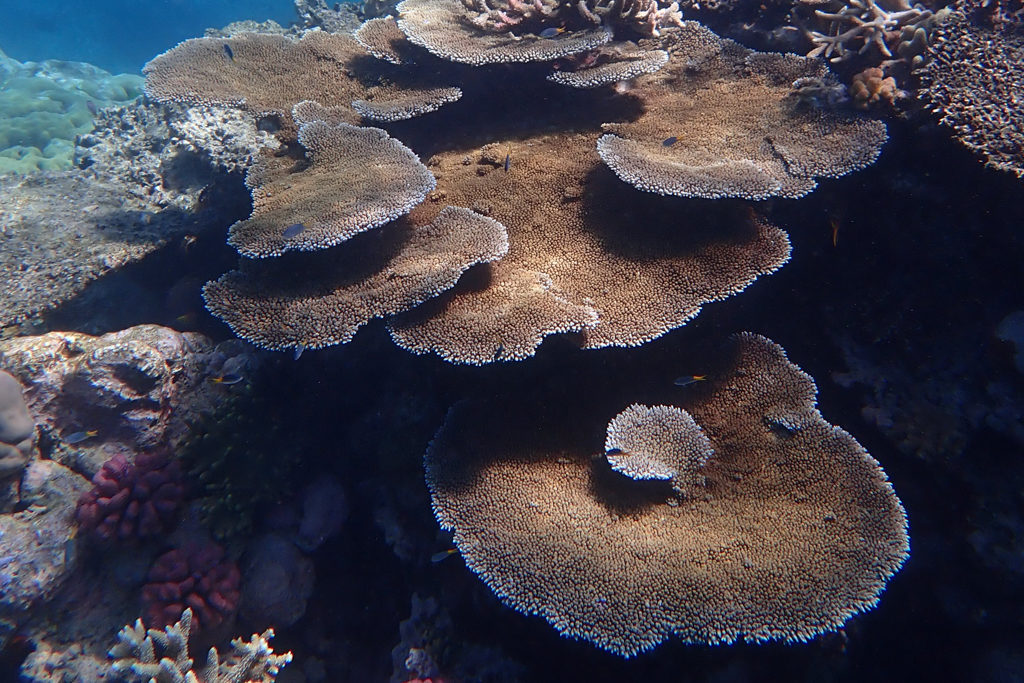 Pilzförmige Korallen übereinander im Reef