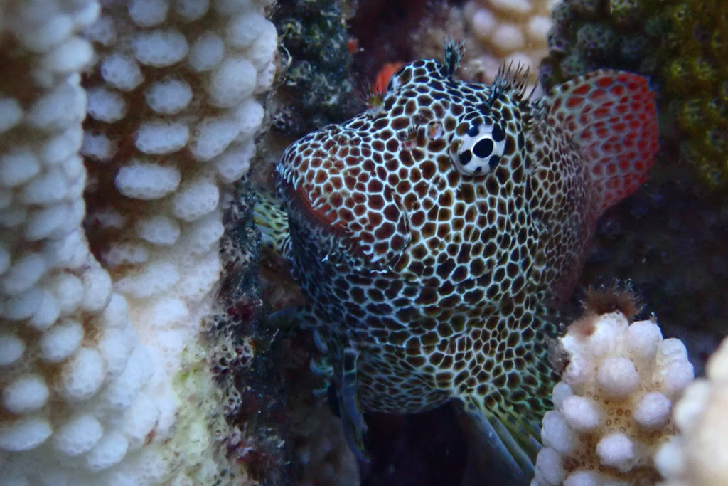 Ein Leoparden-Schleimfisch zwischen den Korallen im Reef - sieht aus wie ein Tigerfinkli ;-)