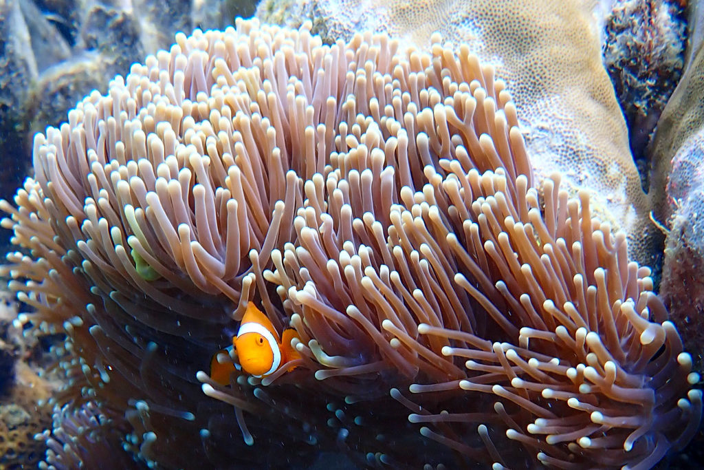 Ein kleiner Clownfisch durchstreift ein Feld von Seeanemonen