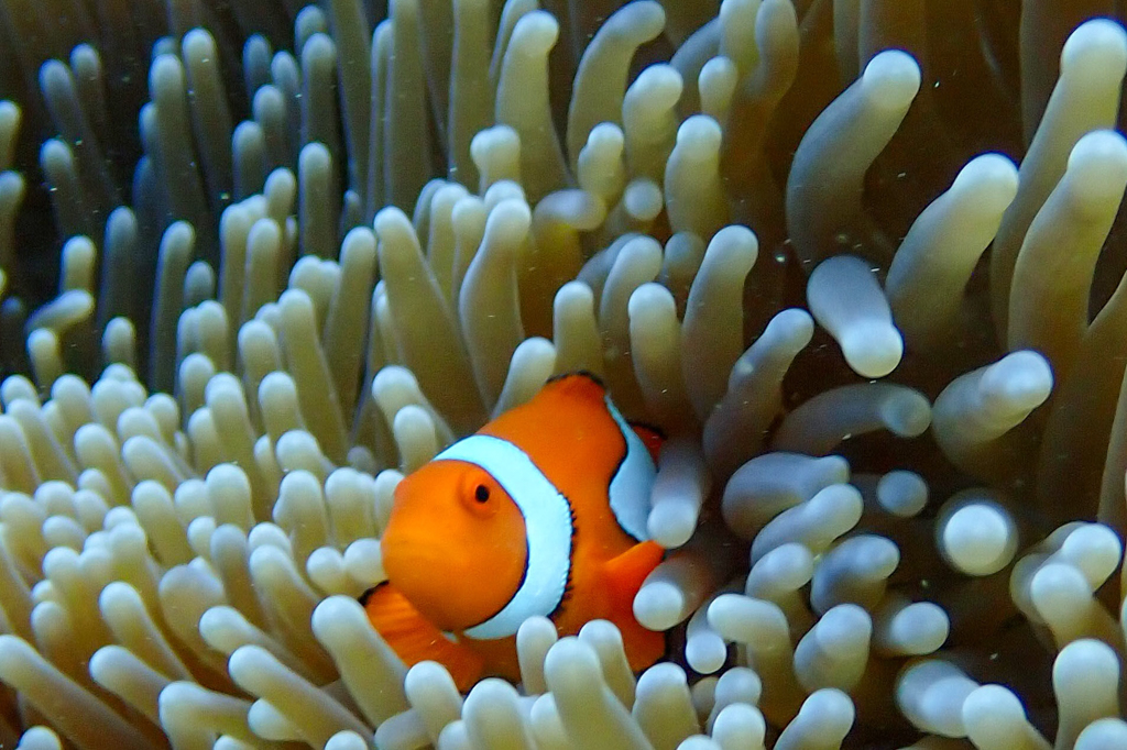 Ein kleiner Clownfisch durchstreift ein Feld von Seeanemonen