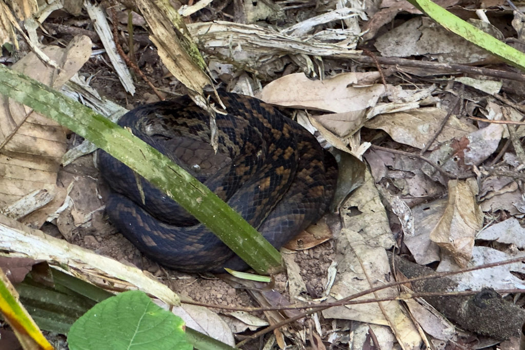 Ein grüner Python schläft gut versteckt auf dem Boden