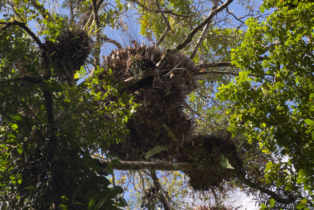 Ein Epiphyt wuchert auf einen Baum