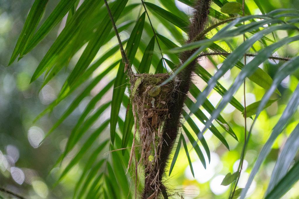 Ein kleiner Vogel baut sein Nest inmitten eines Farnes
