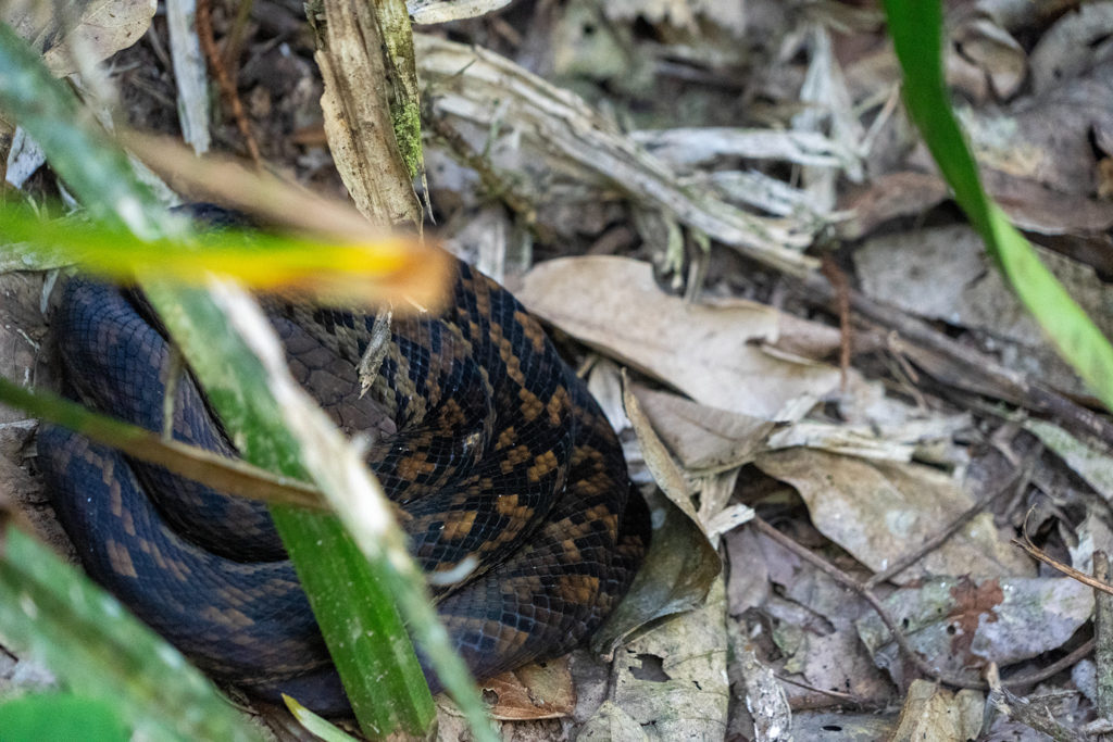 Ein grüner Python schläft gut versteckt auf dem Boden