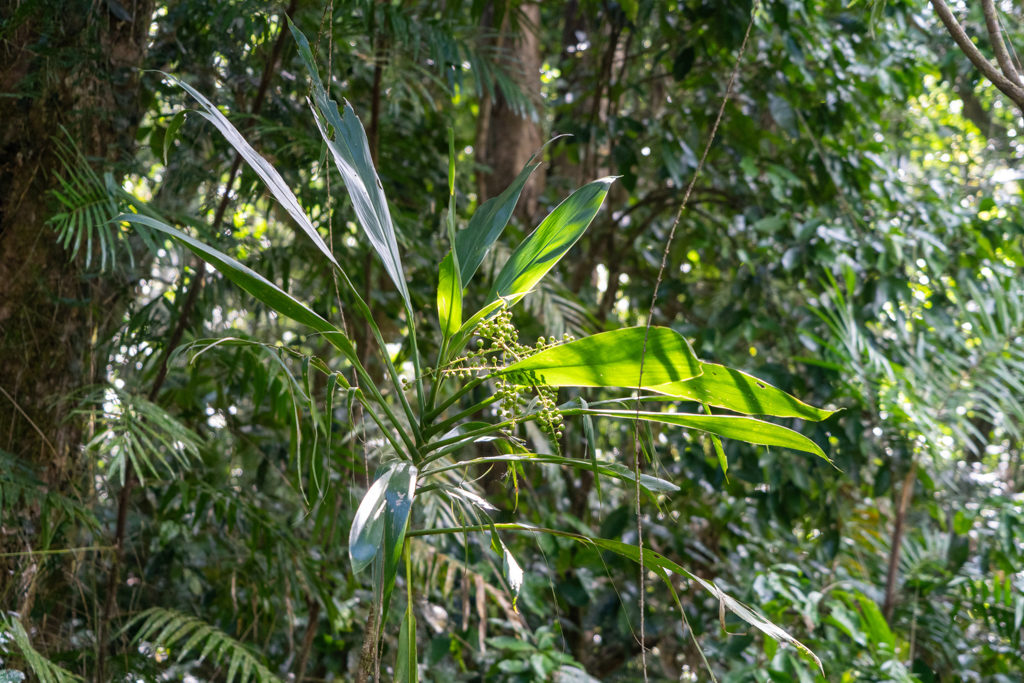 Spazierstockpalme- Linospadix monoistachyos