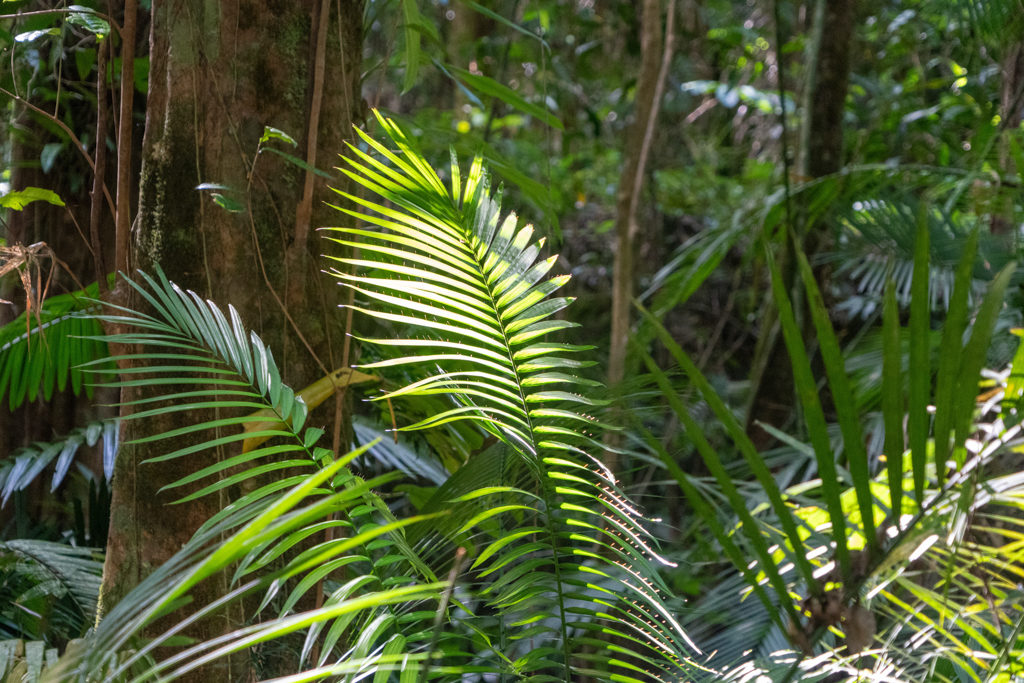 Blätter des mächtigen Kings Fern das bis zu 10m. gross werden kann