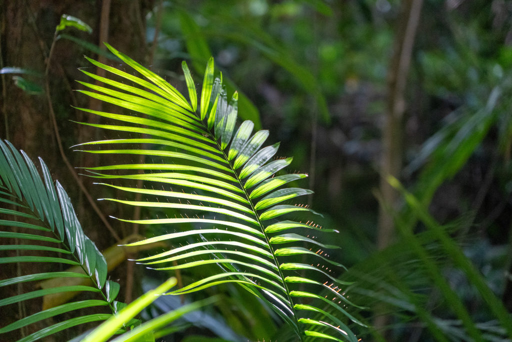 Blätter des mächtigen Kings Fern das bis zu 10m. gross werden kann