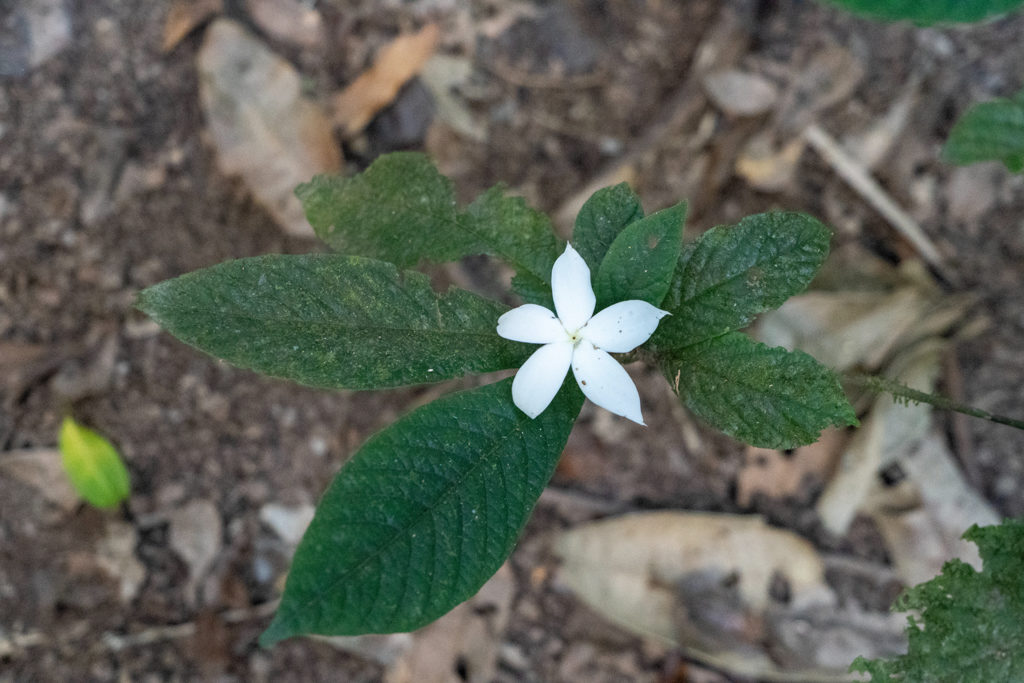 Die weisse Blüte von Gardenia actinocarpa, einer Gardenia