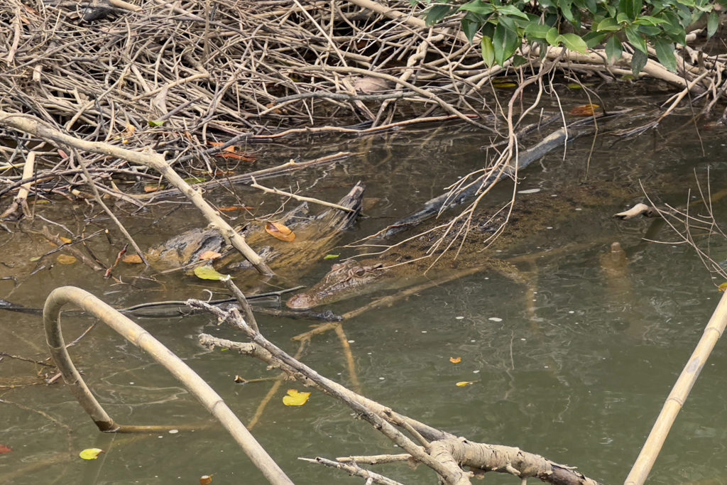 von dem kleinen Krokodil sind nur die Augen und die Nase über Wasser