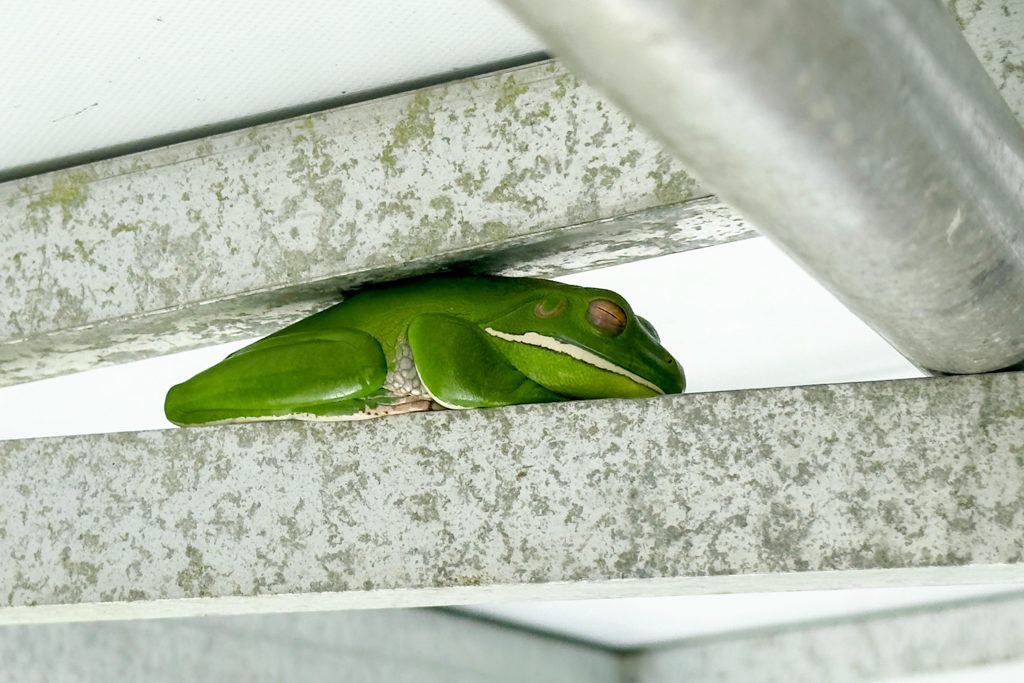 Ein grosser grüner Baumfrosch versteckt sich als Glücksbringer unter dem Dach des Bootes