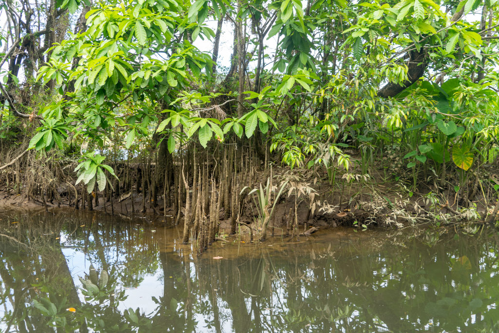 Ein typischer Mangrovenwald am Daintree River