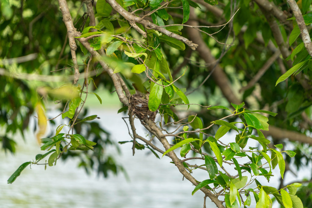 Ein kleiner Vogel sitzt brütend auf seinem kleinen Nest