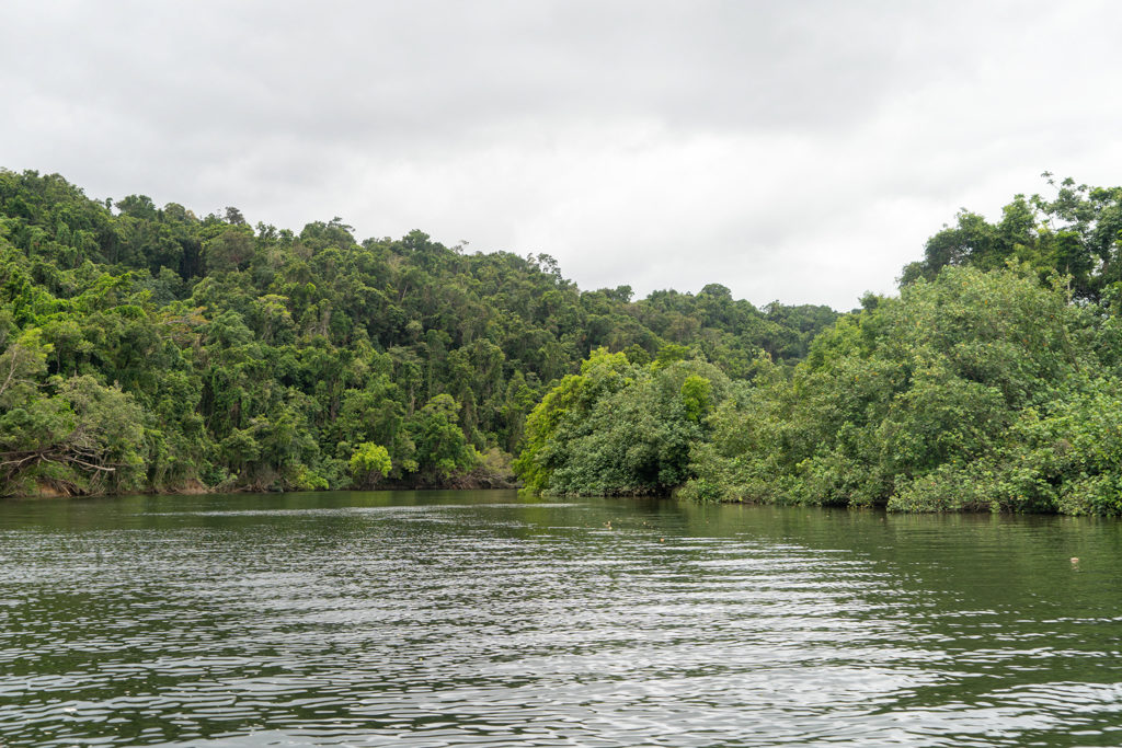 Dichter grüner Regenwald entlang des Daintree Rivers.