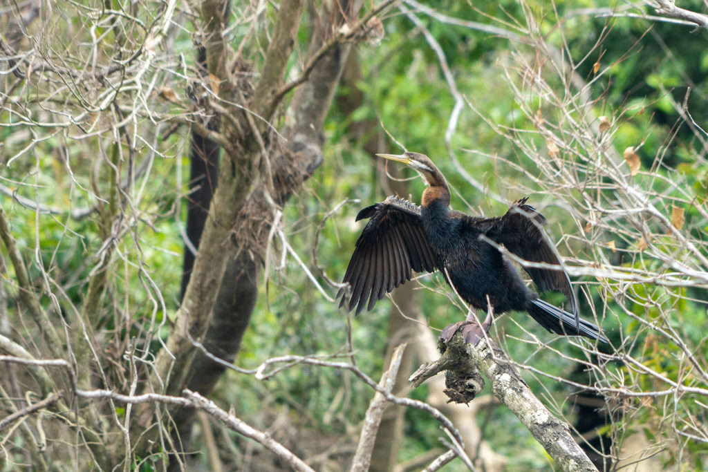 Ein schwarzer Kormoran breitet seine Flügel zum Trocknen aus