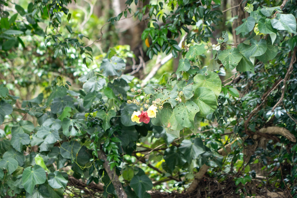 Im dichten grünen Ufer des Daintree Rivers findet sich auch ein Hibiskus