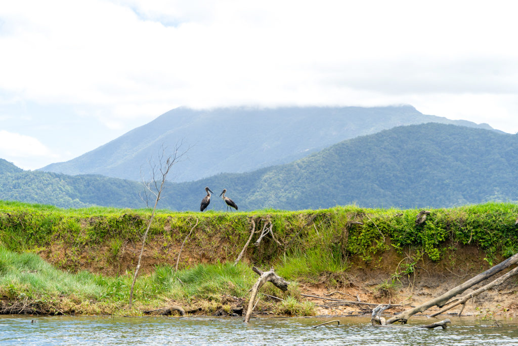 zwei australische Störche auf der Uferböschung des Draintree Rivers