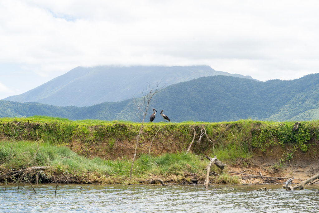 zwei australische Störche auf der Uferböschung des Draintree Rivers