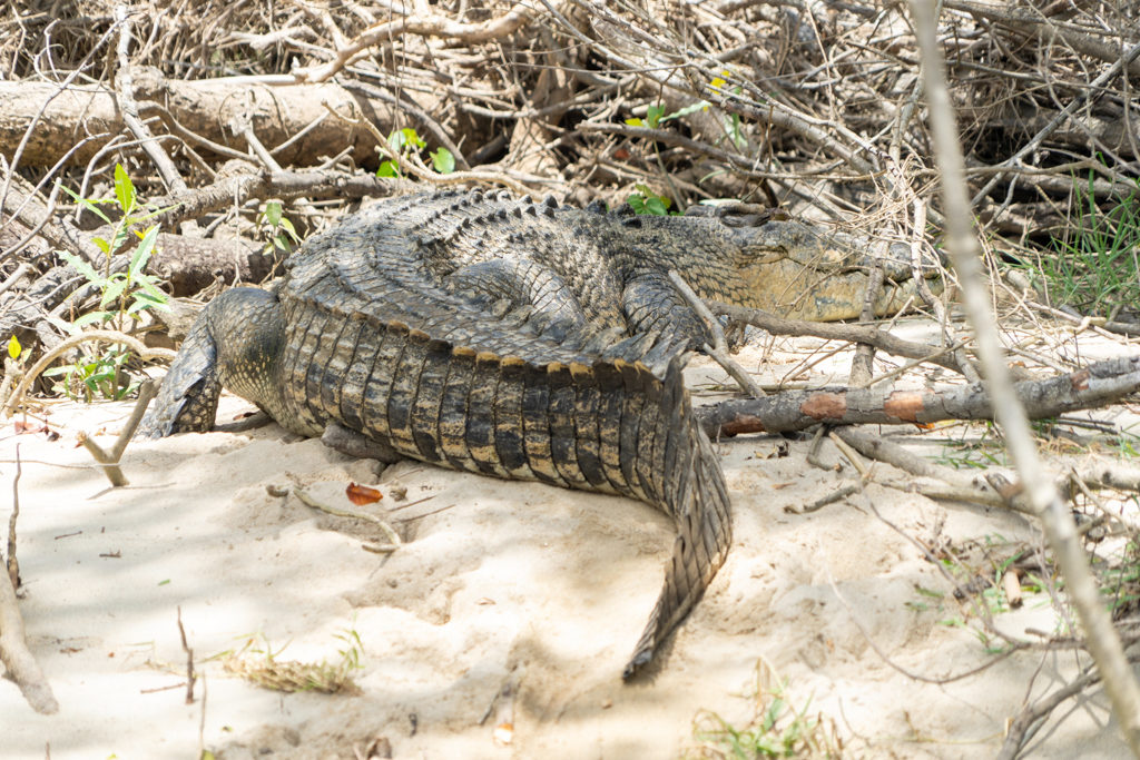 Über 6m lang. Scarface der Chief dieses Reviers hier im Daintree River