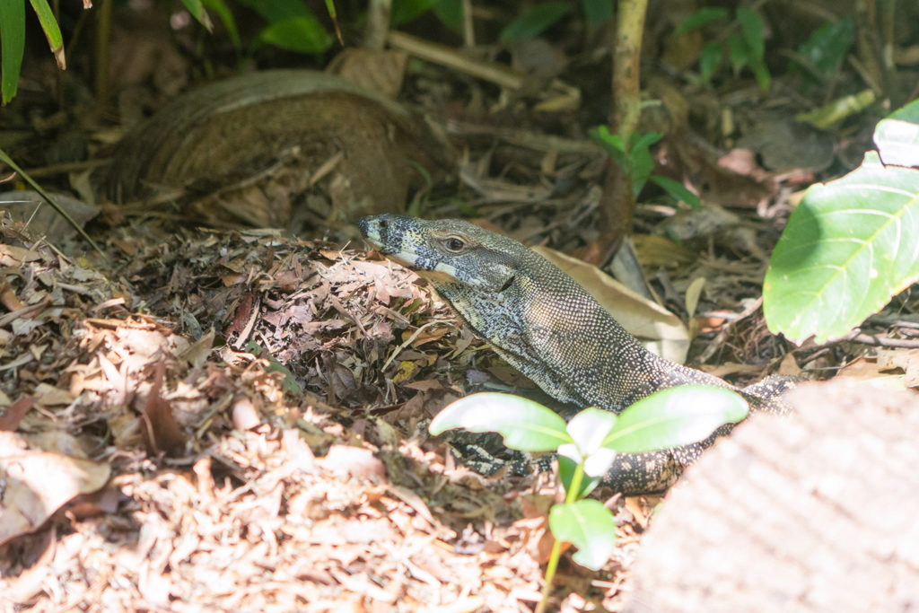 Ein grösserer Buntwaran sucht im Campground nach Nahrung