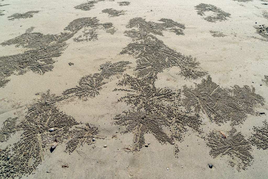 lustige Muster aus Sand, die kleine Krabben aus ihren Löchern werfen