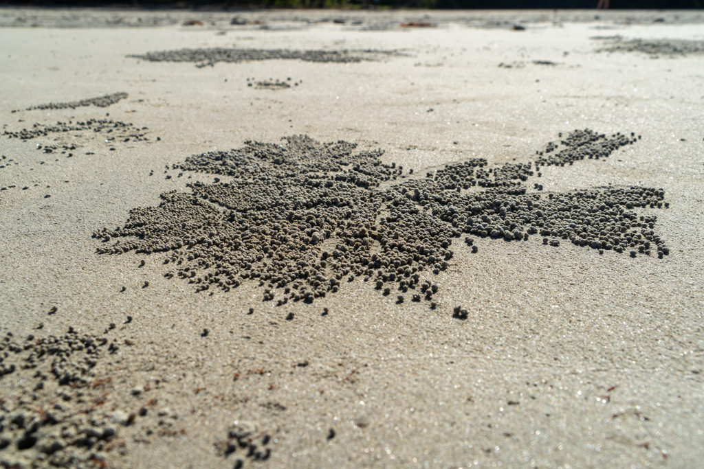 lustige Muster aus Sand, die kleine Krabben aus ihren Löchern werfen