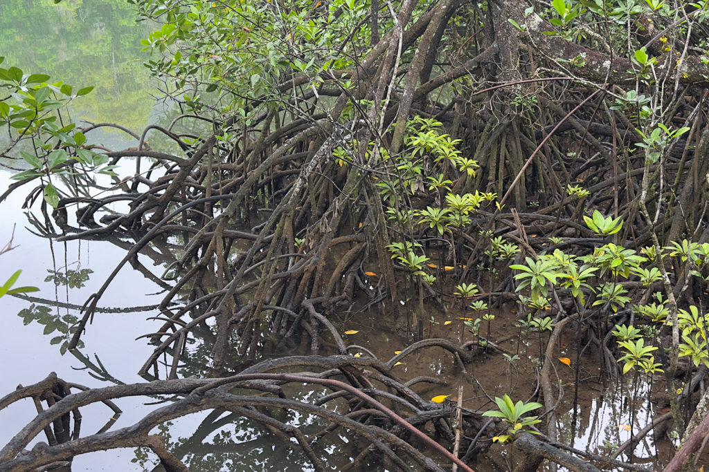 Mangroven bei Ebbe