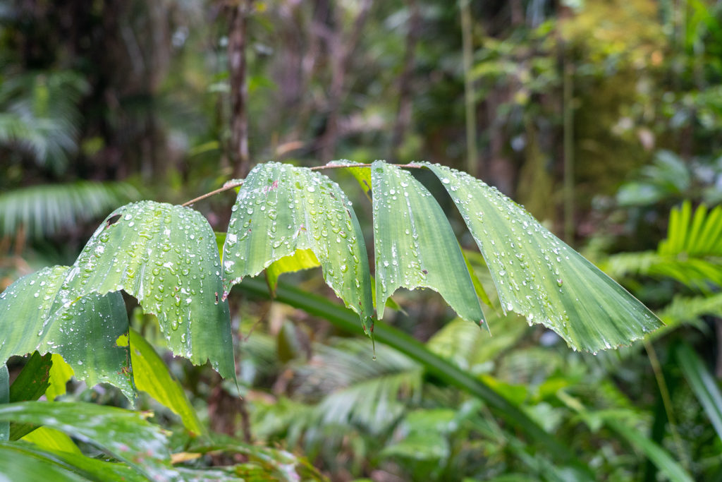 Im Regenwald ist ein kurzer Regenschauer niedergegangen