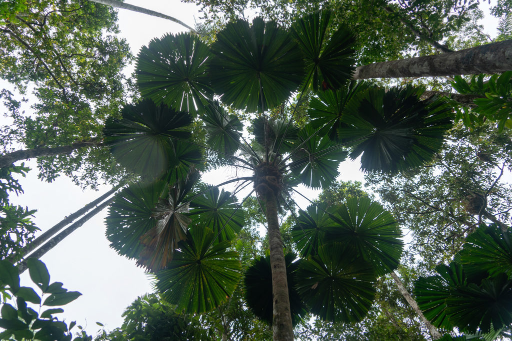 Queensland Fan Palm - Licuala ramsayi