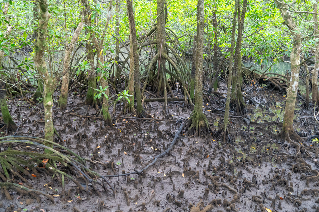 Madja Boardwalk, Mangroven bei Ebbe