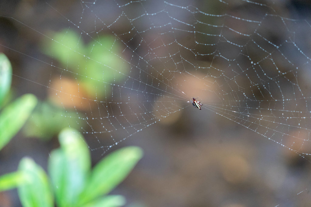 Stachelspinne - Gasteracantha - aus der Familie der Echten Radnetzspinnen (Araneidae)