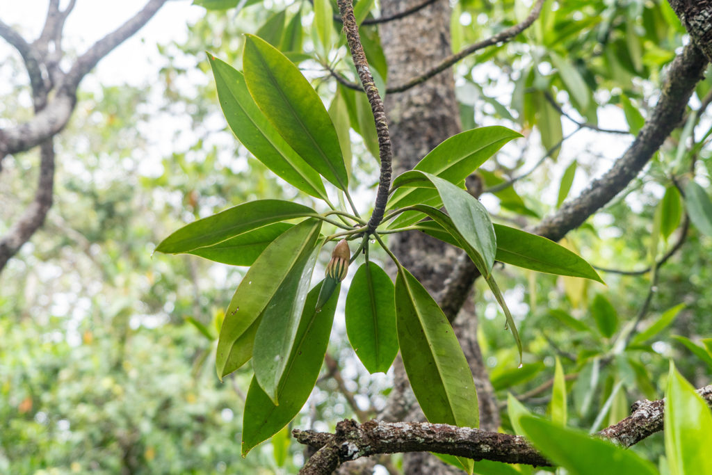 Spotted Mangrove - Rhizophora stylosa