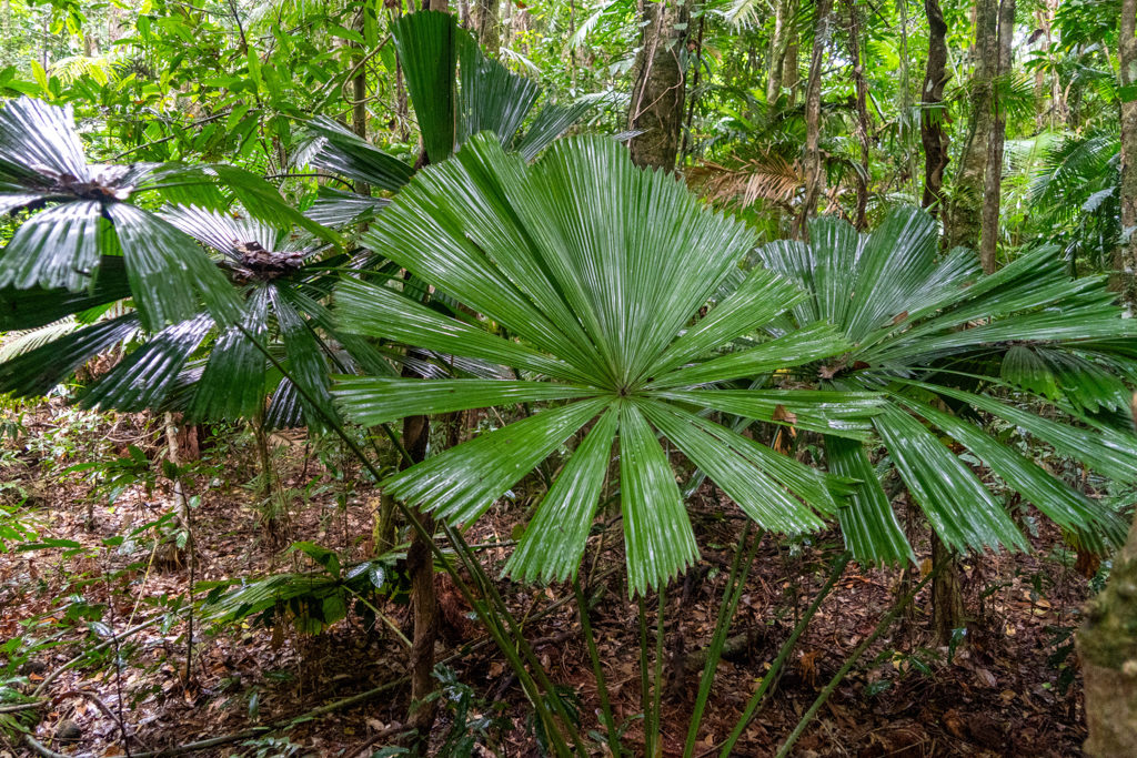 Queensland Fan Palm - Licuala ramsayi