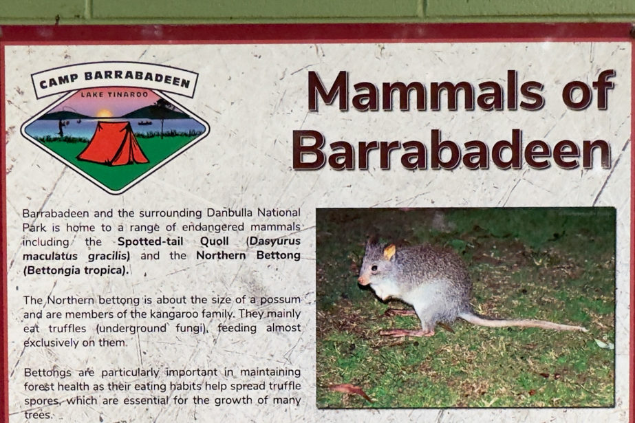 Leider haben wir das nachtaktive Beuteltierchen nicht gesehen: Northern Bettong (Bettongia tropica), das sich am liebsten von Trüffeln ernährt!