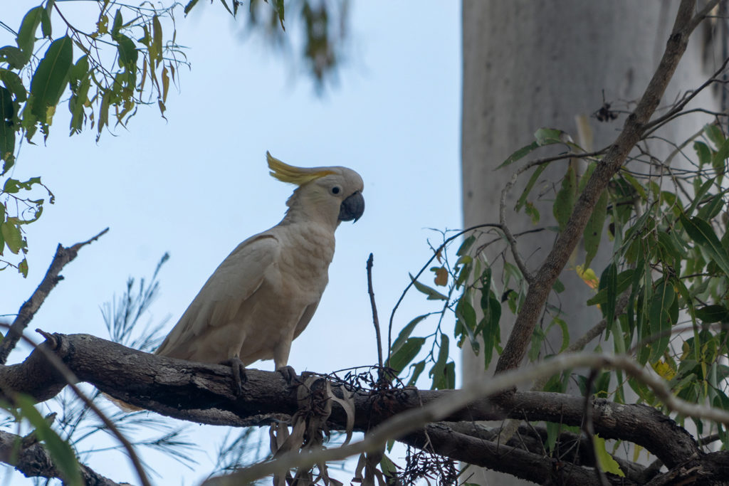 Weisshaubenkakadu - Cacatua alba