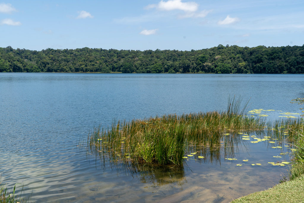 Etwas Schilf am Ufer des Lake Barrine