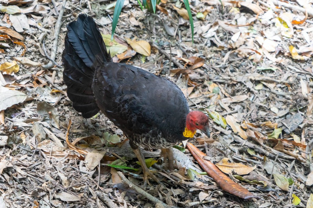 ein weiblicher Brush Turkey im Laufschritt durch das Gebüsch