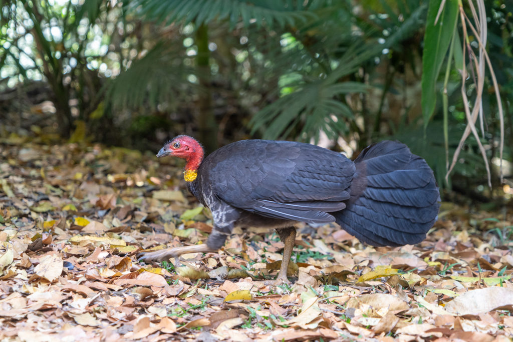 ein weiblicher Brush Turkey im Laufschritt durch das Gebüsch