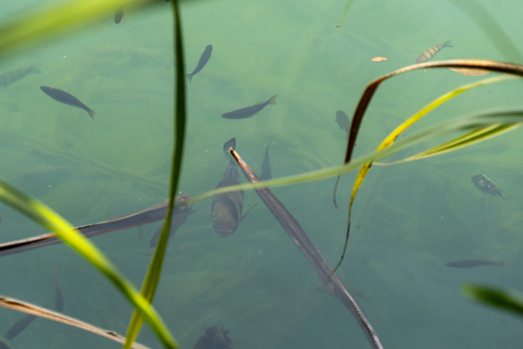 Im klaren Wasser des Lake Eacham tummeln sich ein paar Fische nah des Ufers