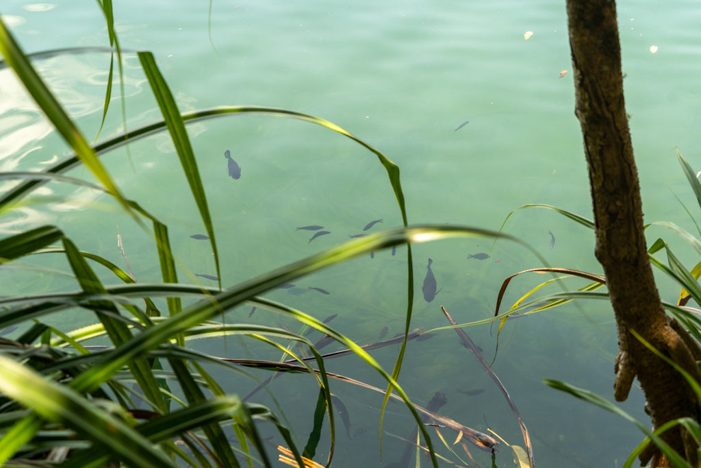 Im klaren Wasser des Lake Eacham tummeln sich ein paar Fische nah des Ufers